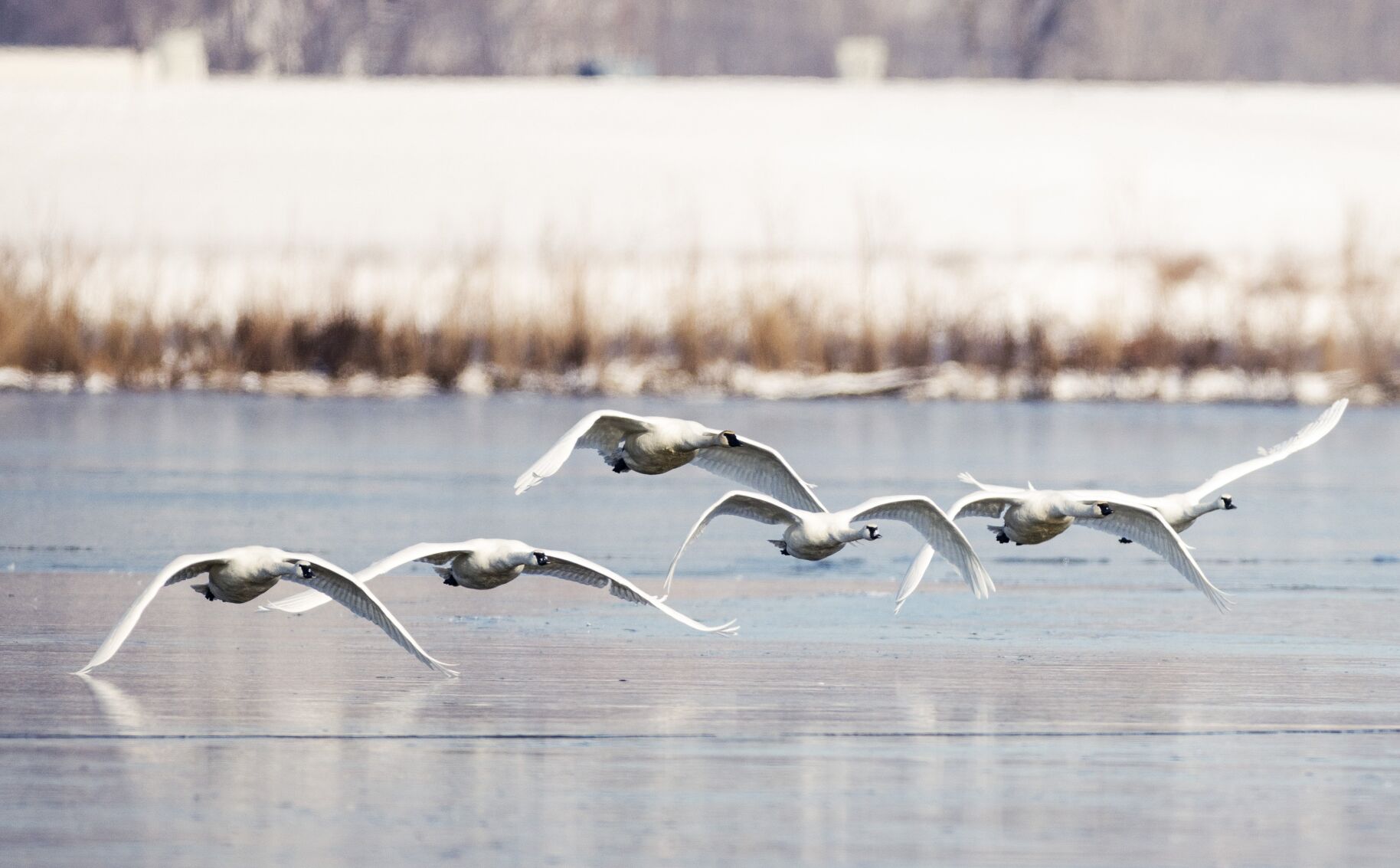 Trumpeter swans rest in Ellis Bay